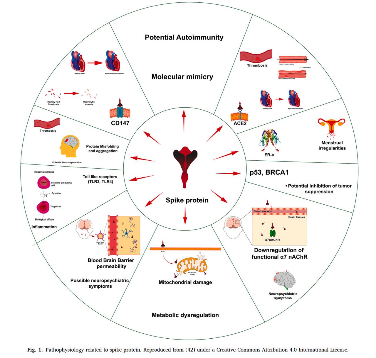 Fig. 1. Pathophysiology related to spike protein. Reproduced from (42 ...